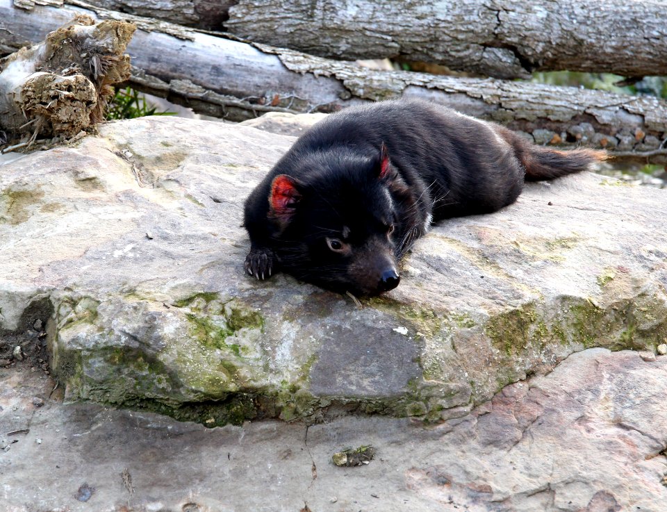 ZooParc de Beauval Sarcophilus harrisii 11082019 04 1200