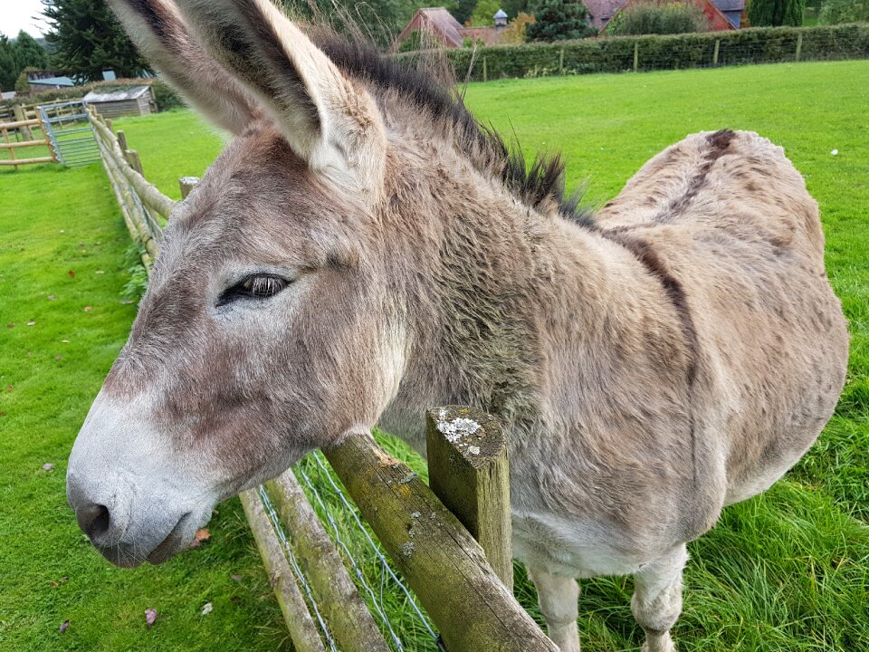 Donkey animal pet