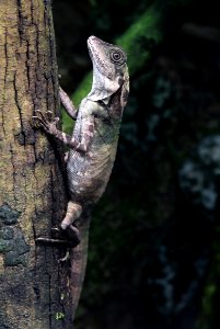 ZooParc de Beauval Dragon géant des forêts Gonocephalus grandis 07082019 2 photo