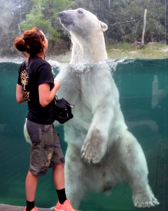 Zoo de Mulhouse Ours blanc Ursus maritimus 12072019 01 1612