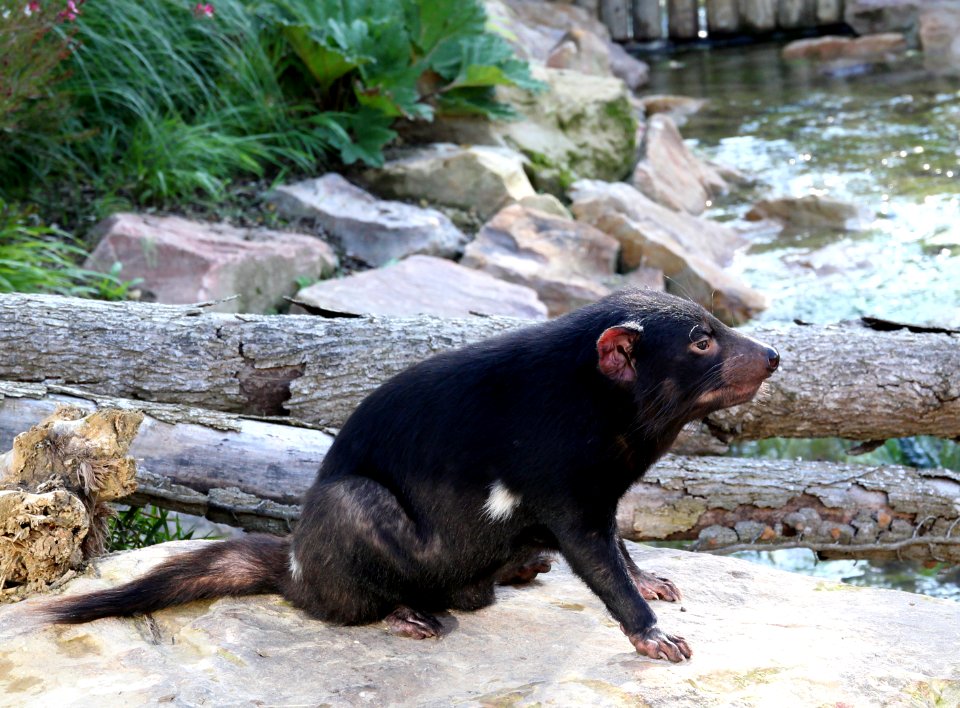 ZooParc de Beauval Sarcophilus harrisii 11082019 02 1189