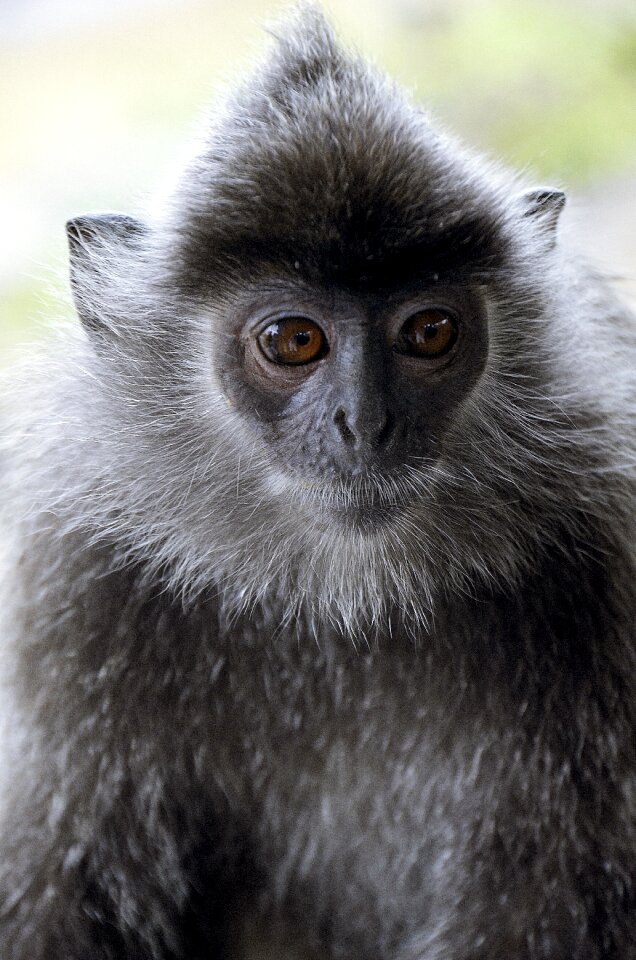 Monkey primate mammal