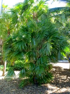 Zombia antillarum - Marie Selby Botanical Gardens - Sarasota, Florida - DSC01432