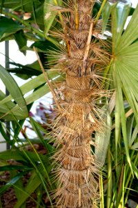 Zombia antillarum - Naples Botanical Garden - Naples, Florida - DSC00103