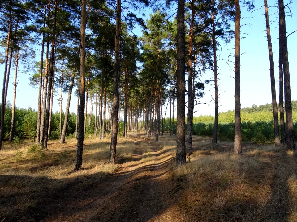ZolwinPuszczaBydgoska 6 10-2015
