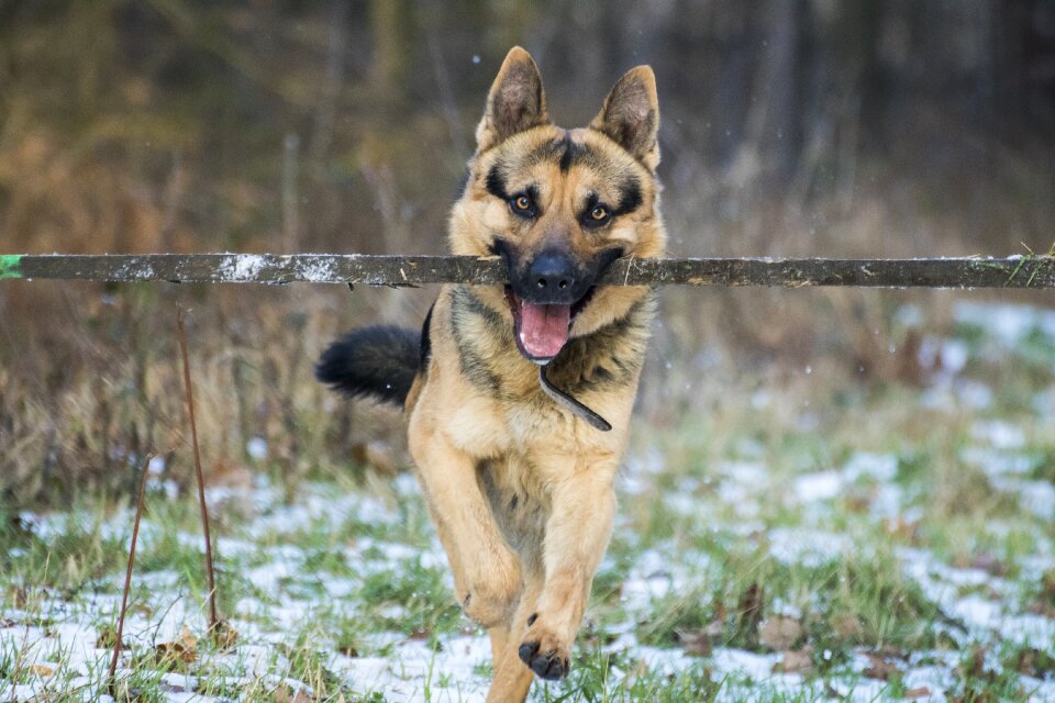 German shepherd dog stick