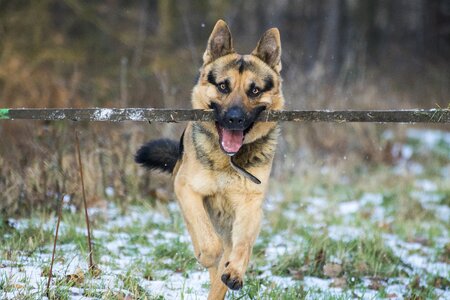 German shepherd dog stick