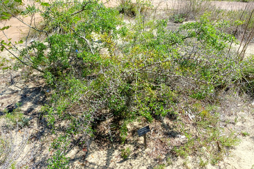 Ziziphus celata - Bok Tower Gardens - DSC02131