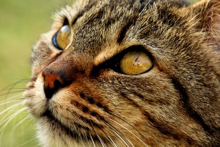 Fur portrait nature photo