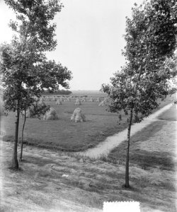 Zomerplaatjes. Hooien in buurt van Oudekerk, Bestanddeelnr 905-8000