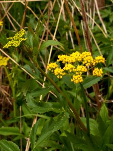 Zizia aurea, 2015-04-30, Frick Park, Pittsburgh, 03