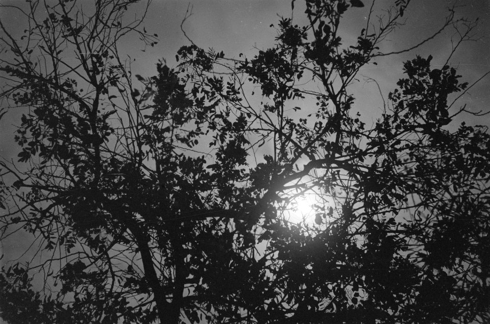 Zon door bomen, Bestanddeelnr 85B-2-1