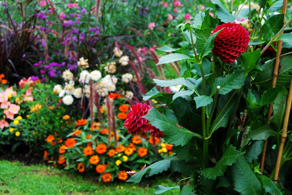 Flowers exhibition nature