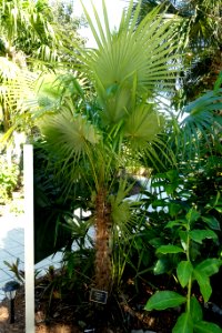 Zombia antillarum - Naples Botanical Garden - Naples, Florida - DSC00102