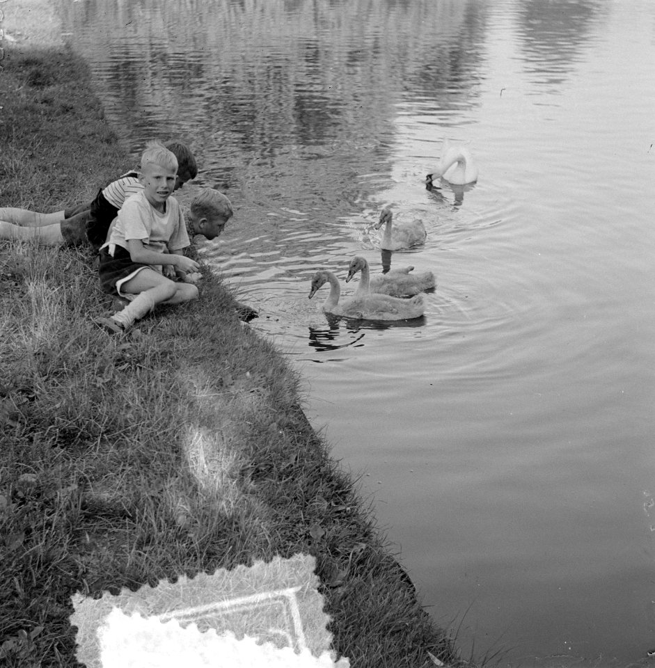Zomerplaatje. Jongens met jong zwaantje en zwaan, Bestanddeelnr 905-8223