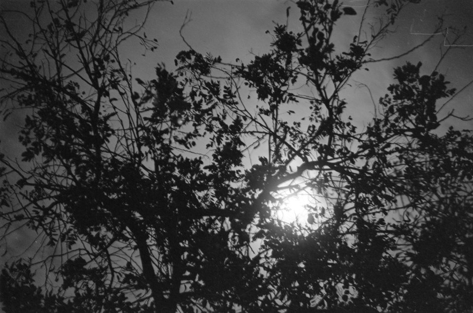 Zon door bomen, Bestanddeelnr 85B-2-3