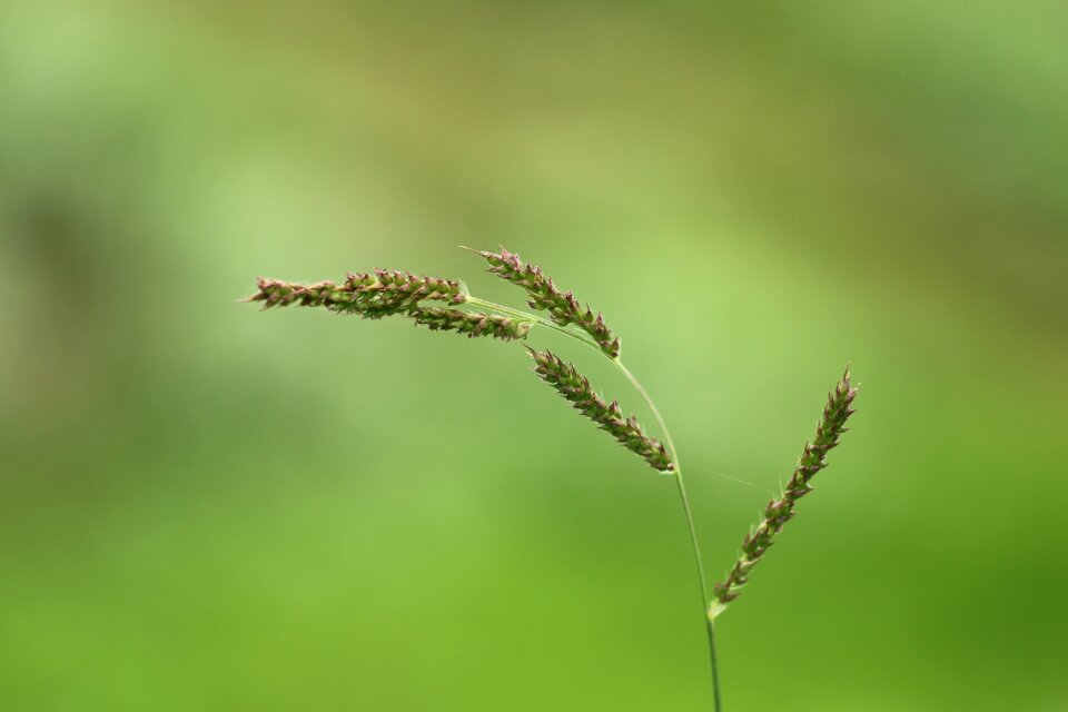 Grass leaf growth