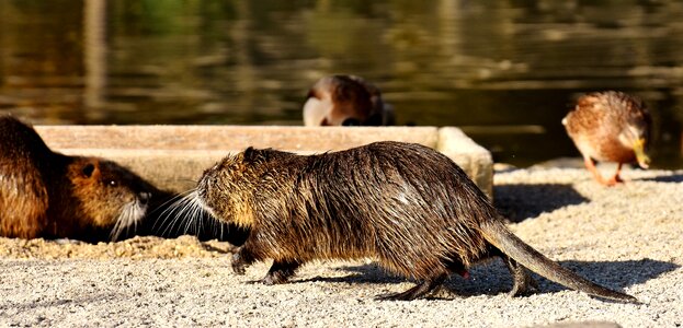 Splashing animal world animal