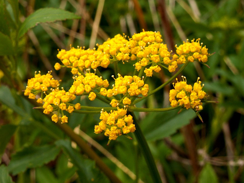 Zizia aurea, 2015-04-30, Frick Park, Pittsburgh, 02