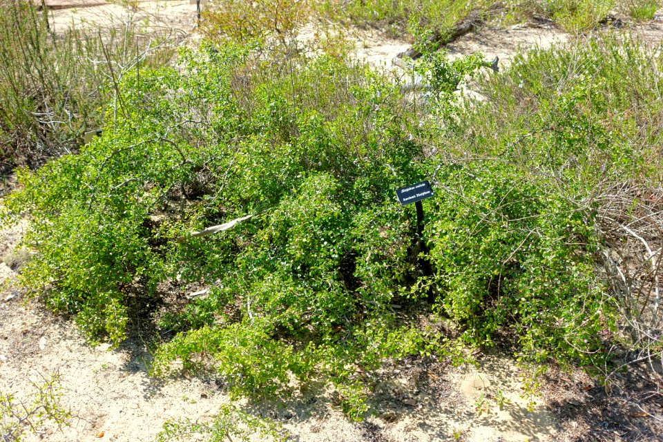 Ziziphus celata - Bok Tower Gardens - DSC02121