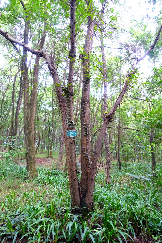 Zizyphon jujubum (Zizyphu jujuba var. spinosus) - Chengdu Botanical Garden - Chengdu, China - DSC03605