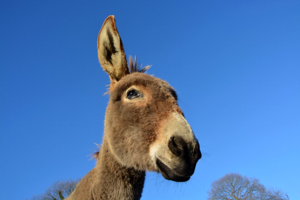Long ears equine animal