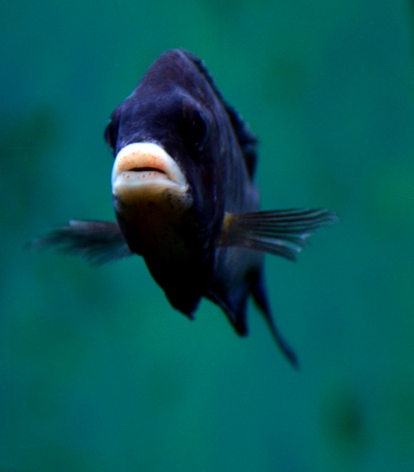 Zoo Köln Placidochromis phenochilus 31122014 1