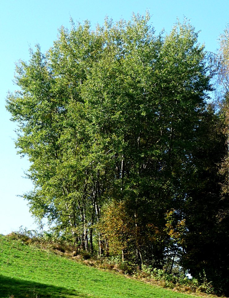 Zitter-Pappel Bärnzell