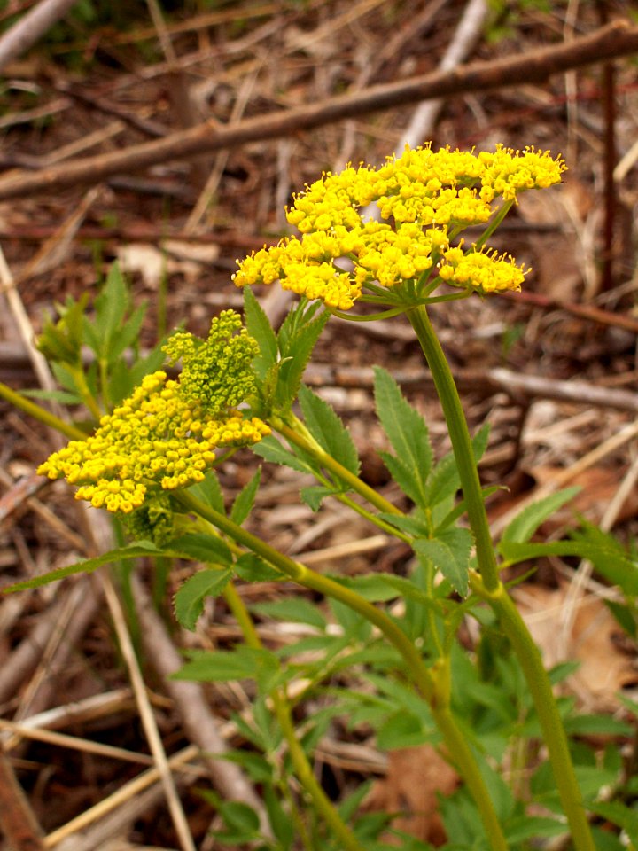 Zizia aurea, 2015-04-30, Frick Park, Pittsburgh, 01
