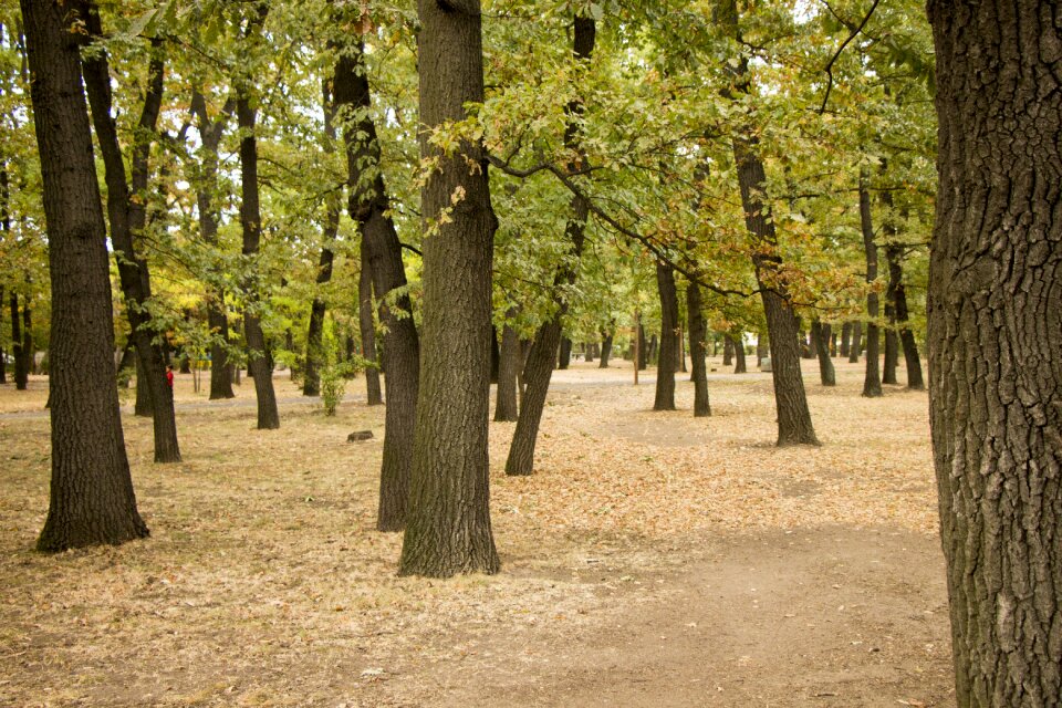 Autumn nature country