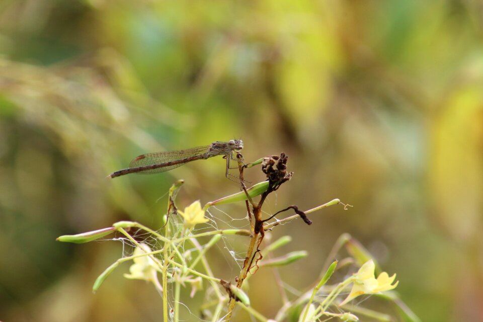 Insect sheet living nature