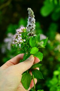 Aromatic aroma herbal fragrance photo