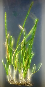Zostera marina - National Museum of Nature and Science, Tokyo - DSC07663