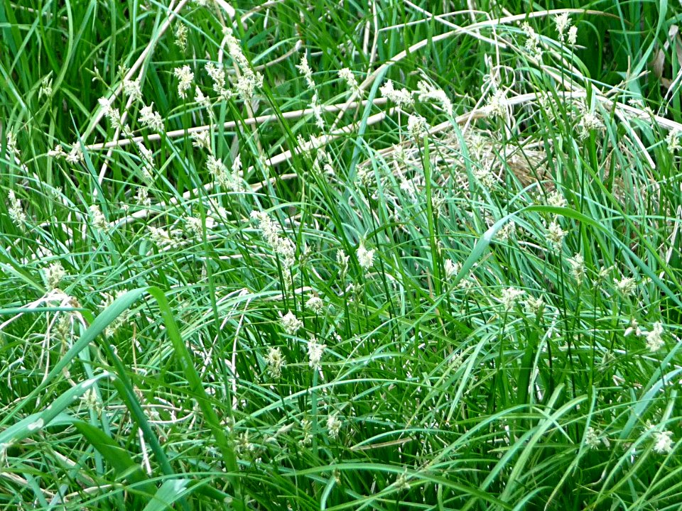 Zittergras-Segge Kohlbruck