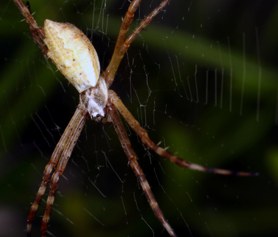 Nature web arachnid