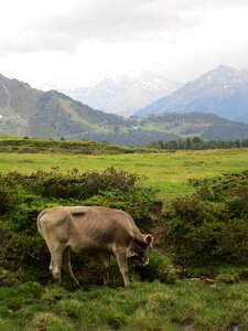 Landscape meadow graze