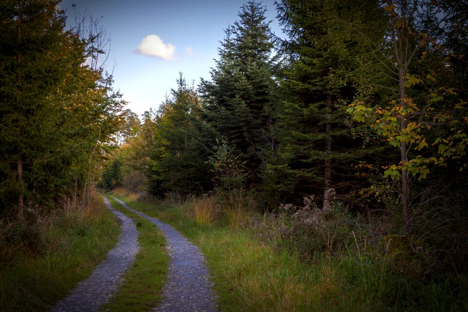Hiking trees forest path
