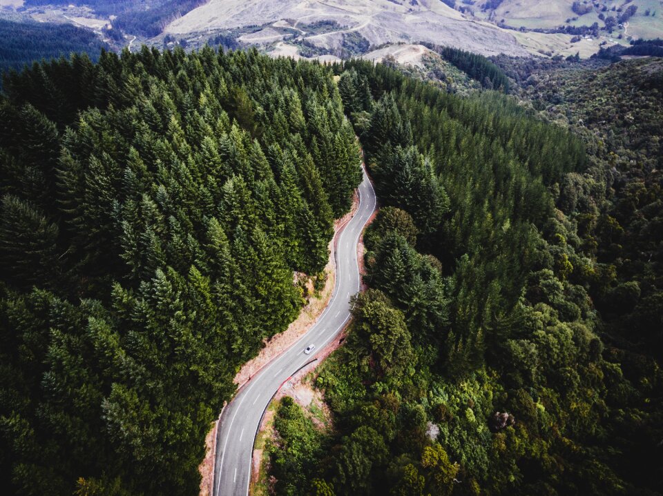 Nature forest road