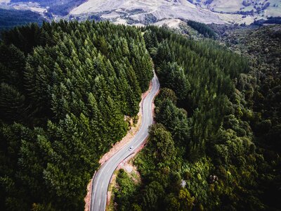 Nature forest road photo