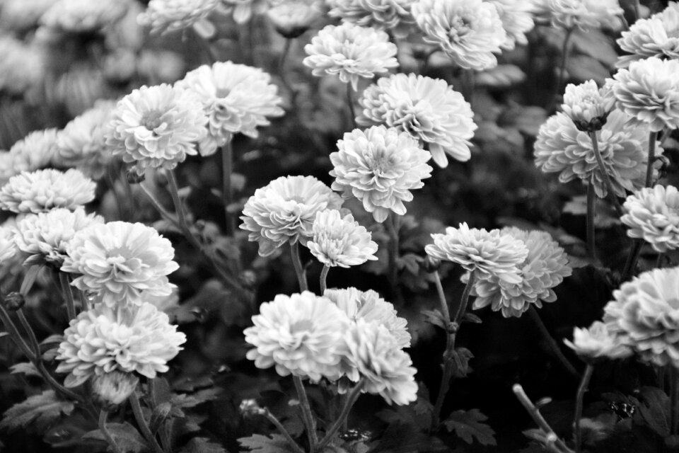 Nature parterre plants