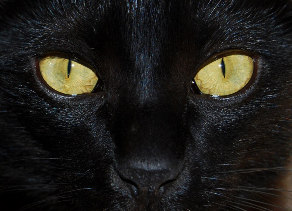 Face black cat muzzle