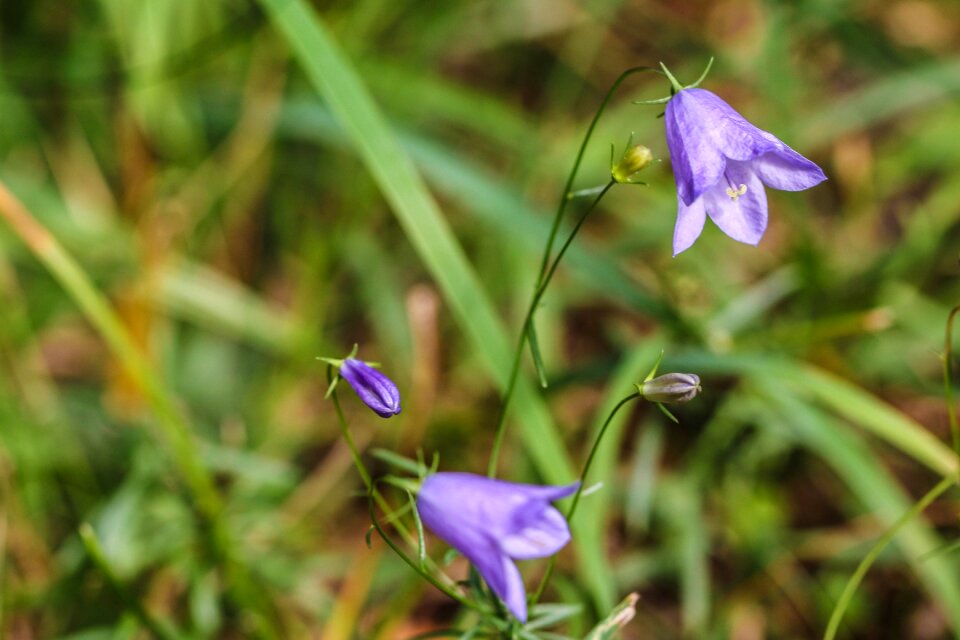 Blue green summer flower
