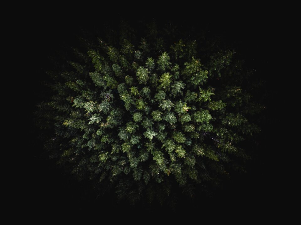Plants nature aerial