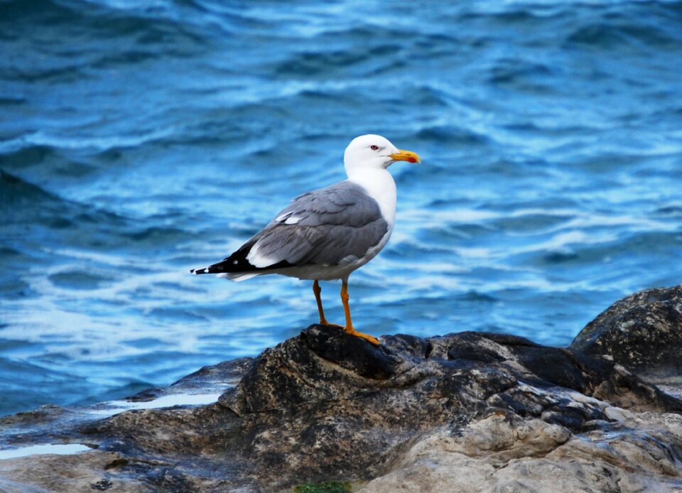 Nature animal scoglio