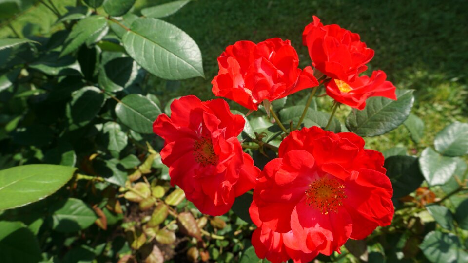 Nature blossom summer