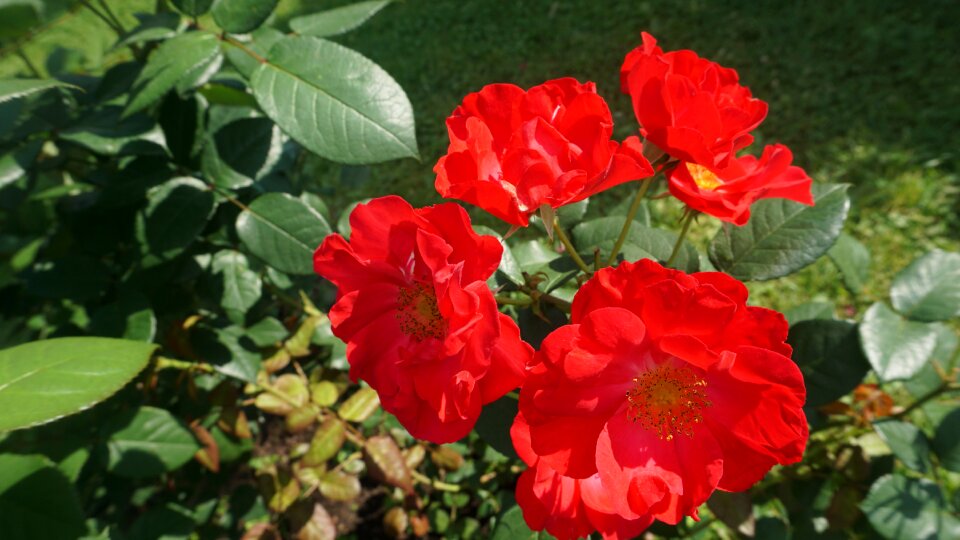 Nature blossom summer photo