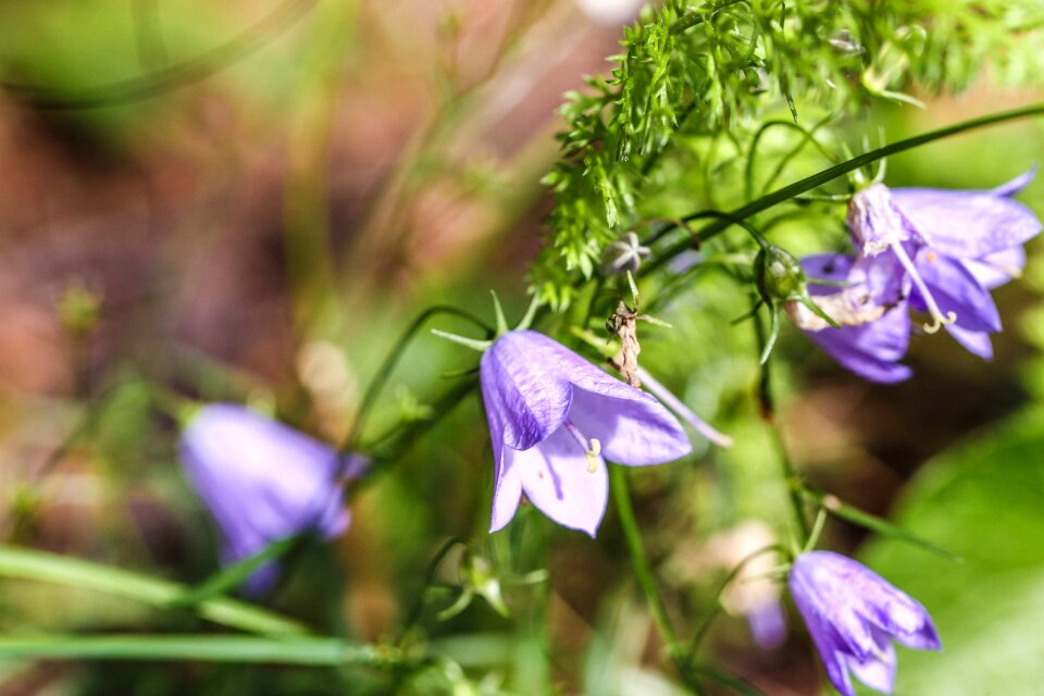 Blue green summer flower