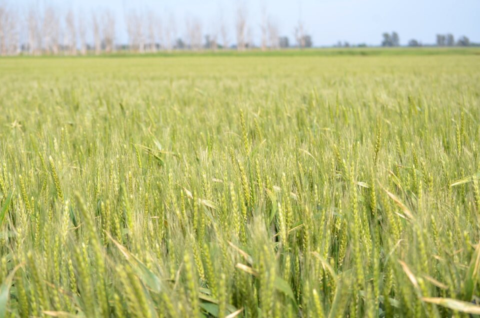 Wheat field green photo