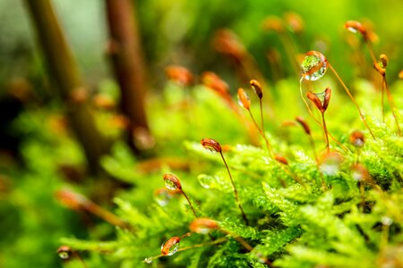 Moist stalked spore capsules drop of water photo