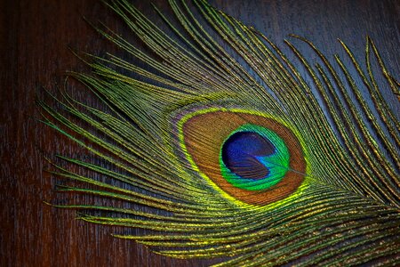 Nature color bird photo
